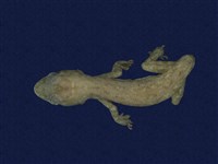 藏品(蝎虎)的圖片